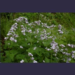 2007-05_10Saletsteig_Sagereck-Steig (016).JPG